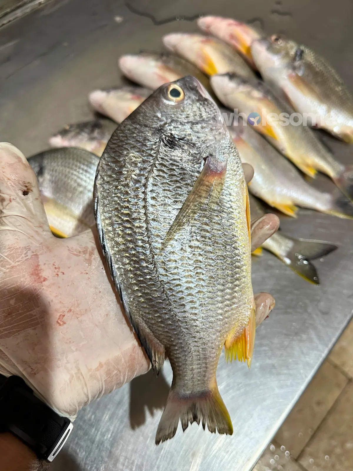 Yellowfin Seabream (Safaid Dandia)
