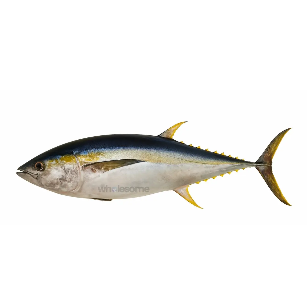 Yellowfin Tuna (Zardum)